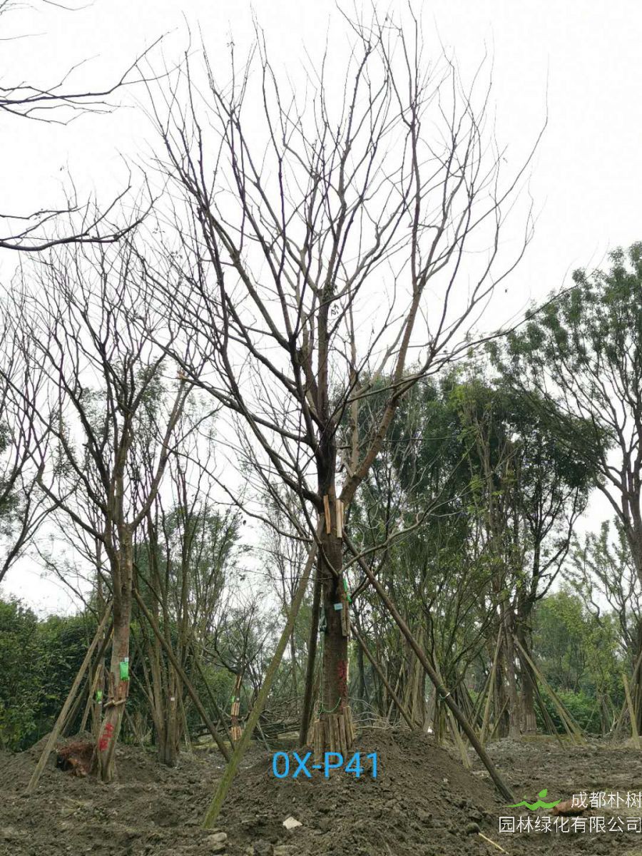 28公分朴树价格趋势是怎么样的？