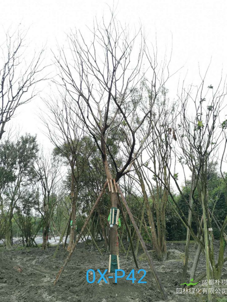 2020年26公分精品朴树价格趋势怎么样？