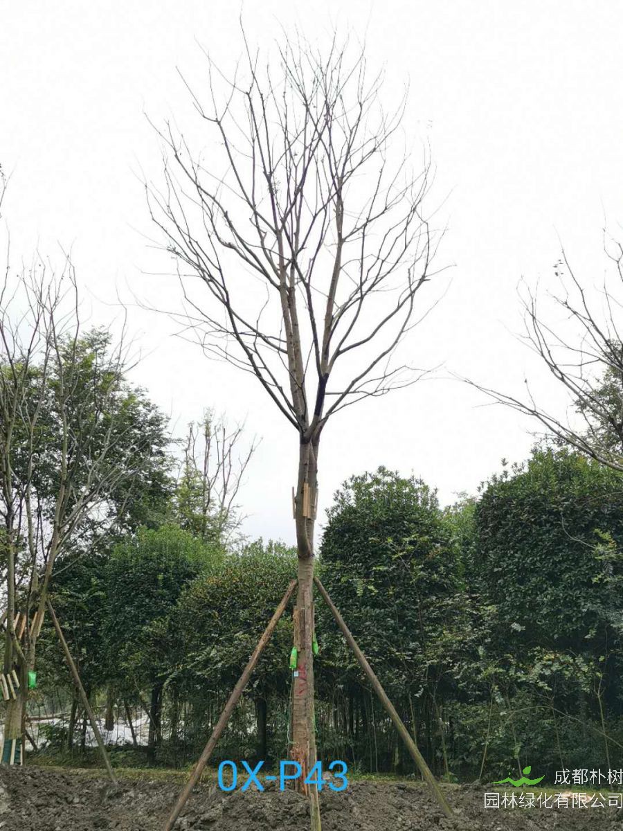 成都市27公分朴树价格详情