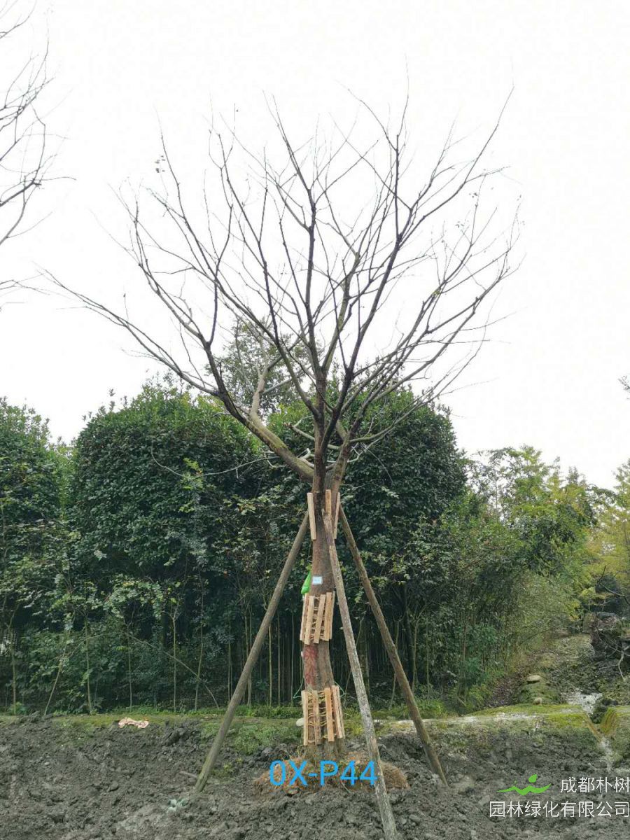 成都市-郫都区25公分朴树最新价格是多少喃？