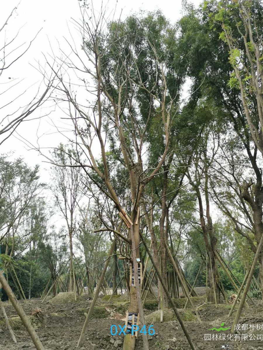 2020年26公分精品朴树价格趋势怎么样？