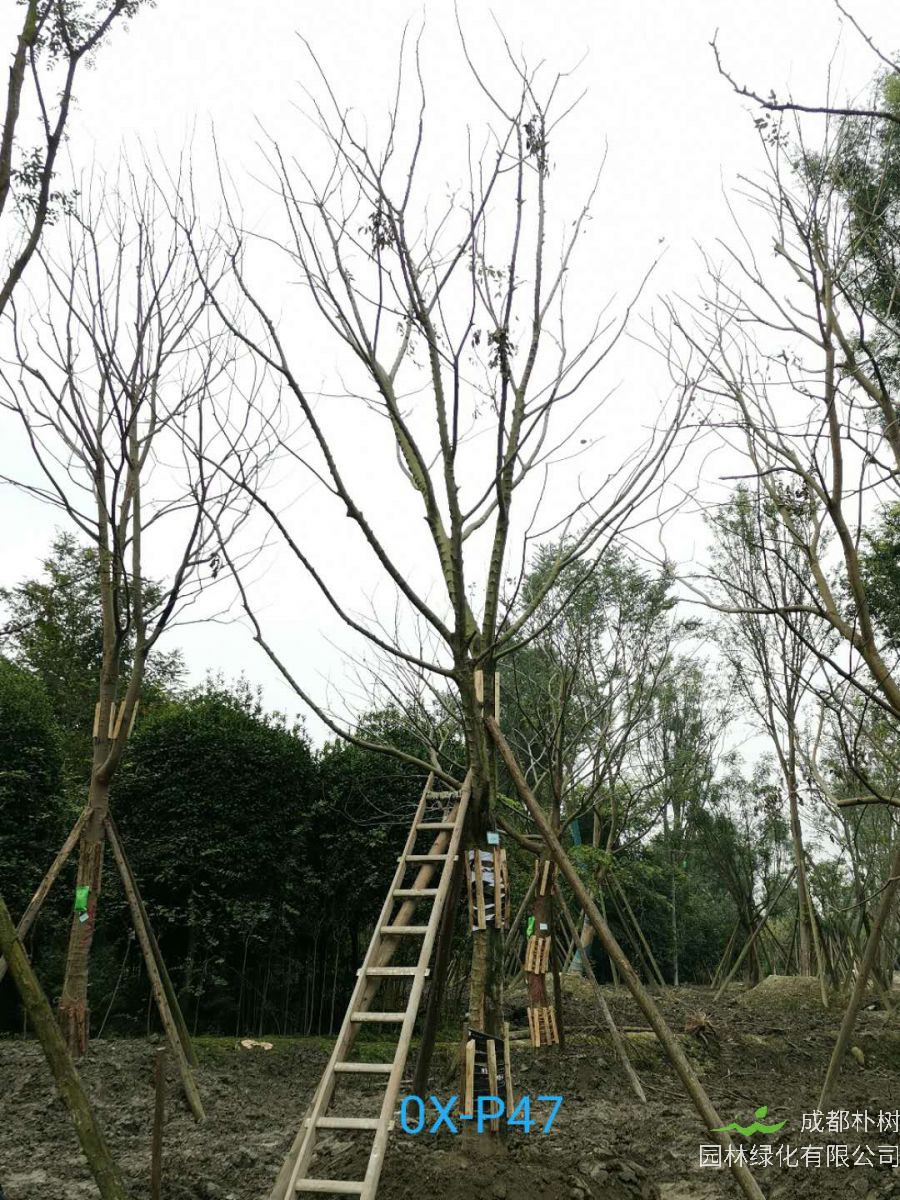 四川省-成都市20-24公分朴树价格趋势是怎么样的？
