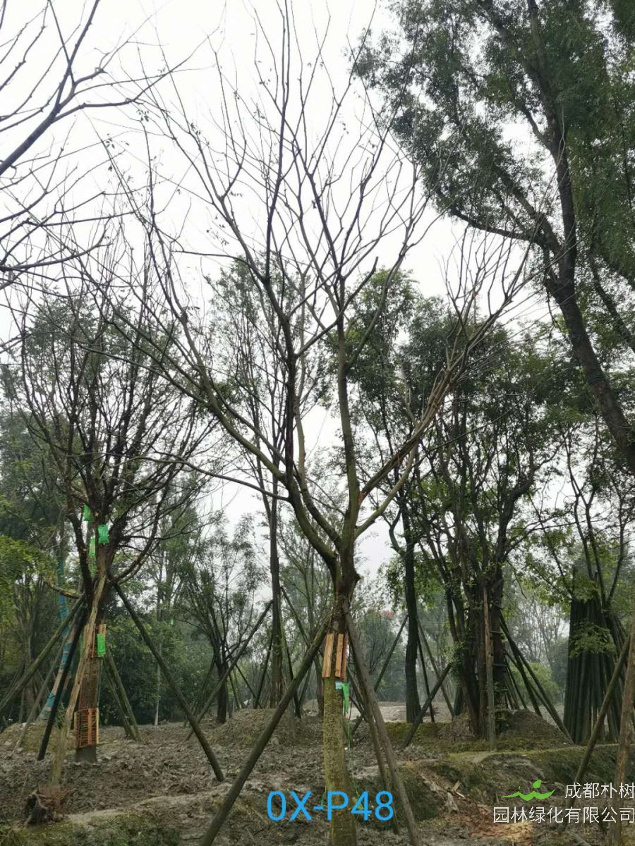 成都市-郫都区25公分朴树最新价格是多少喃？