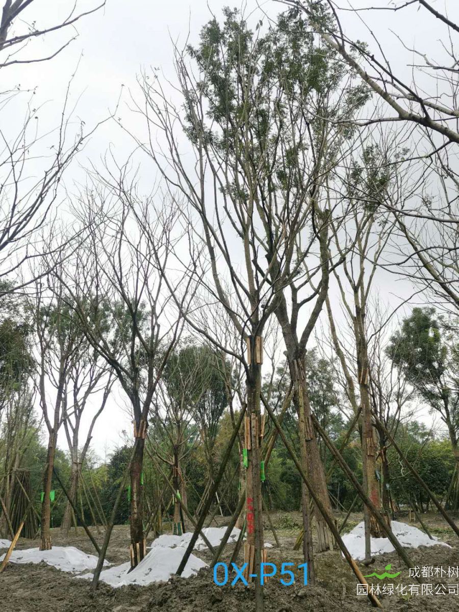 成都市-郫都区25公分朴树最新价格是多少喃？