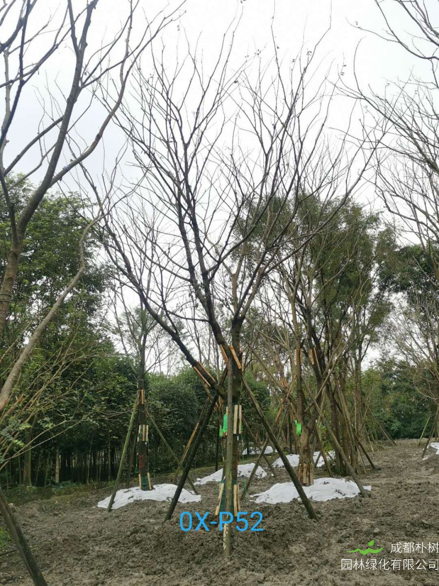 成都市-郫都区25公分朴树最新价格是多少喃？