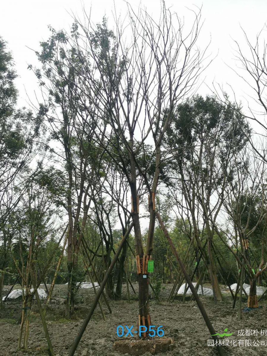 成都市27公分朴树价格详情