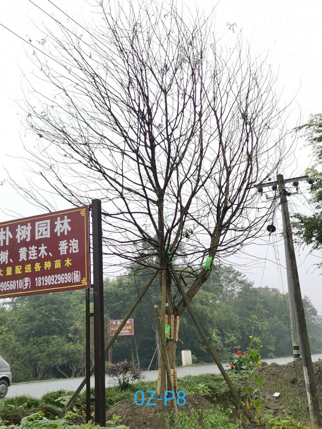 27公分皂角树价格详情-价格趋势是什么？