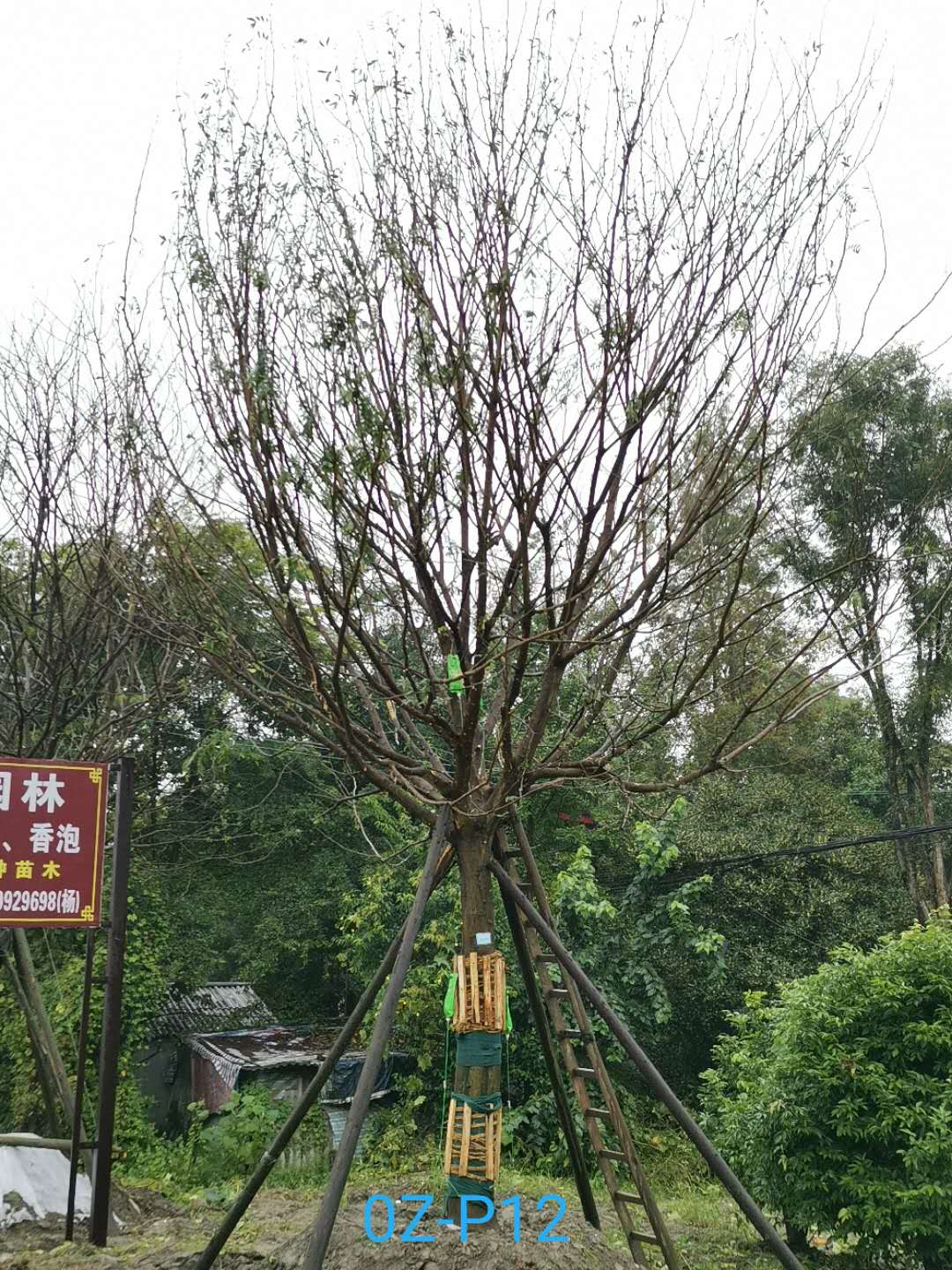 2020年28-29公分皂角树价格趋势是怎么样的？