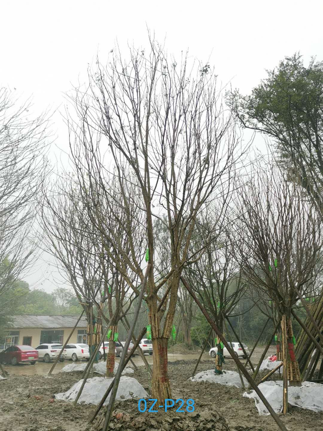 成都市30-31公分皂角树价格怎么样？