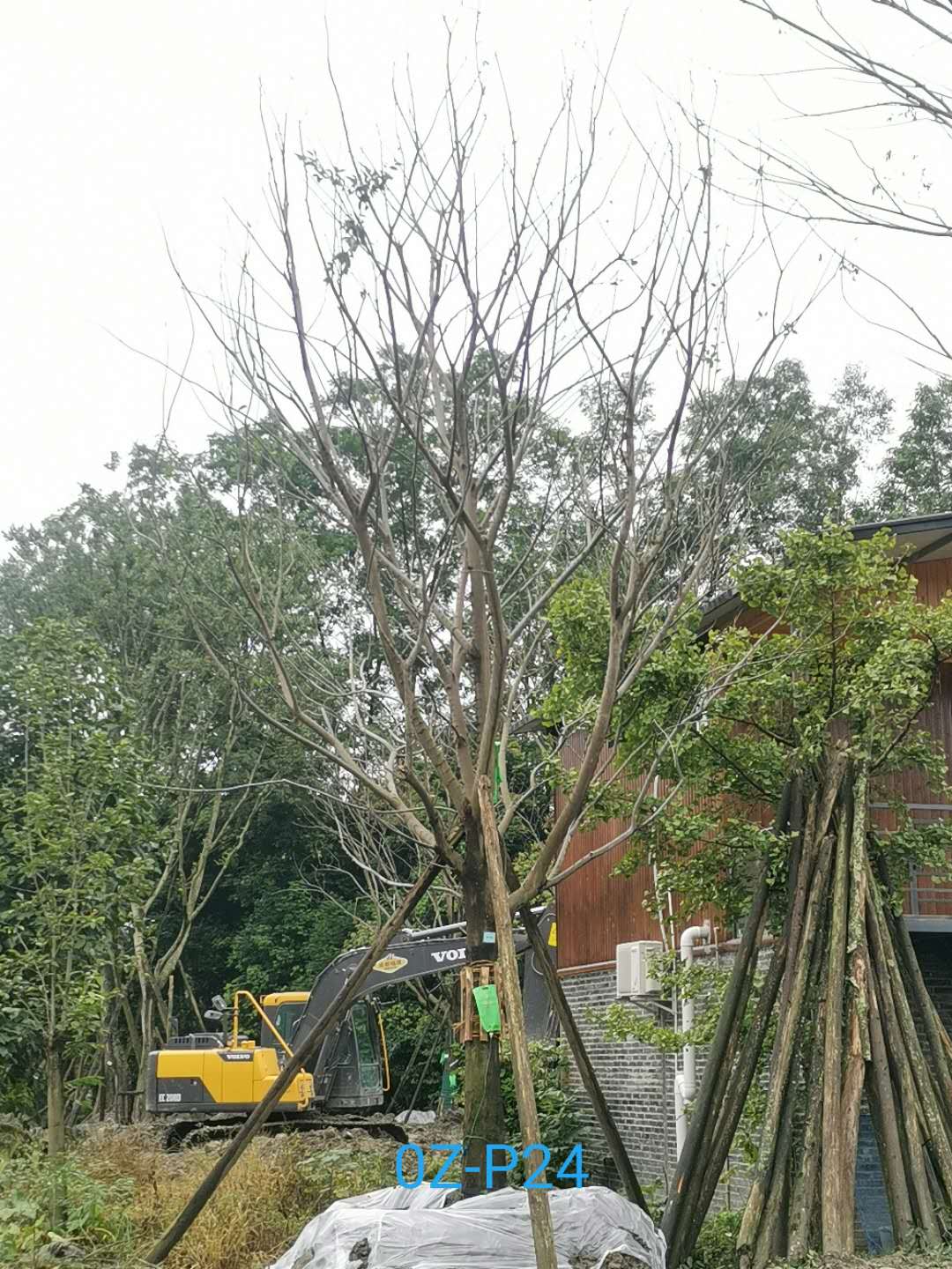 四川省-成都市20-24公分朴树价格趋势是怎么样的？