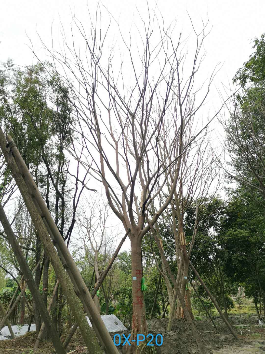 成都市-郫都区25公分朴树最新价格是多少喃？