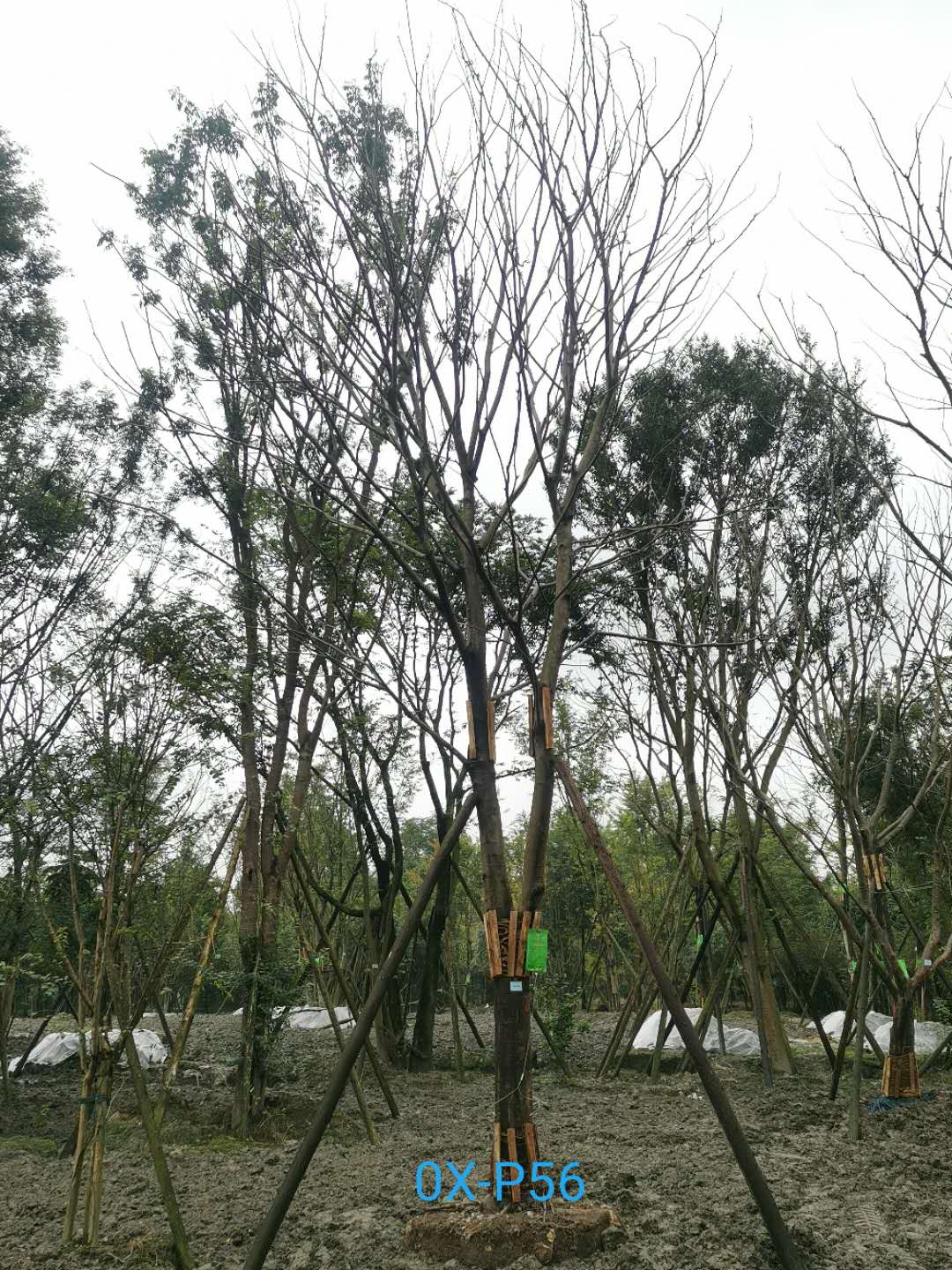 成都市27公分朴树价格详情