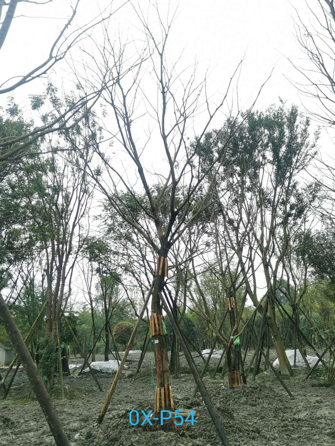 28公分朴树价格趋势是怎么样的？