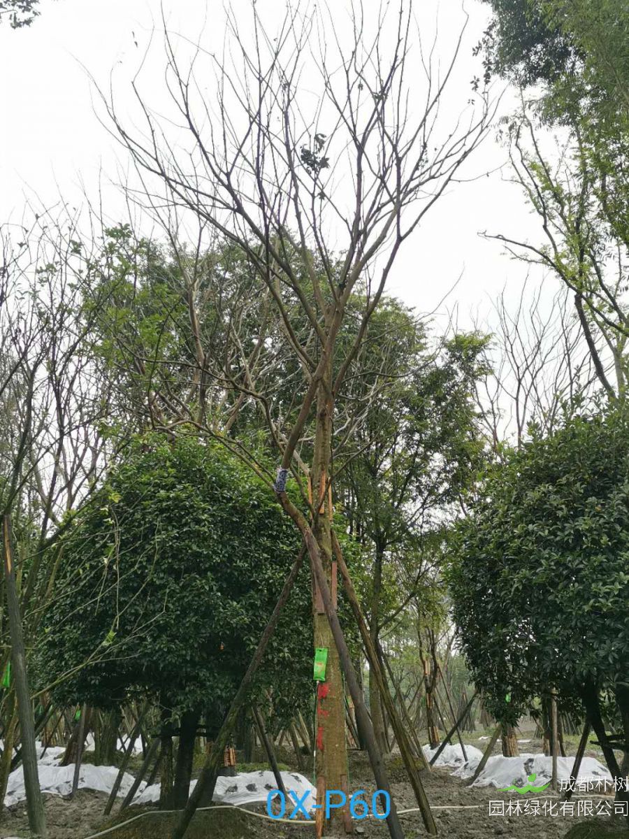 成都市-郫都区25公分朴树最新价格是多少喃？