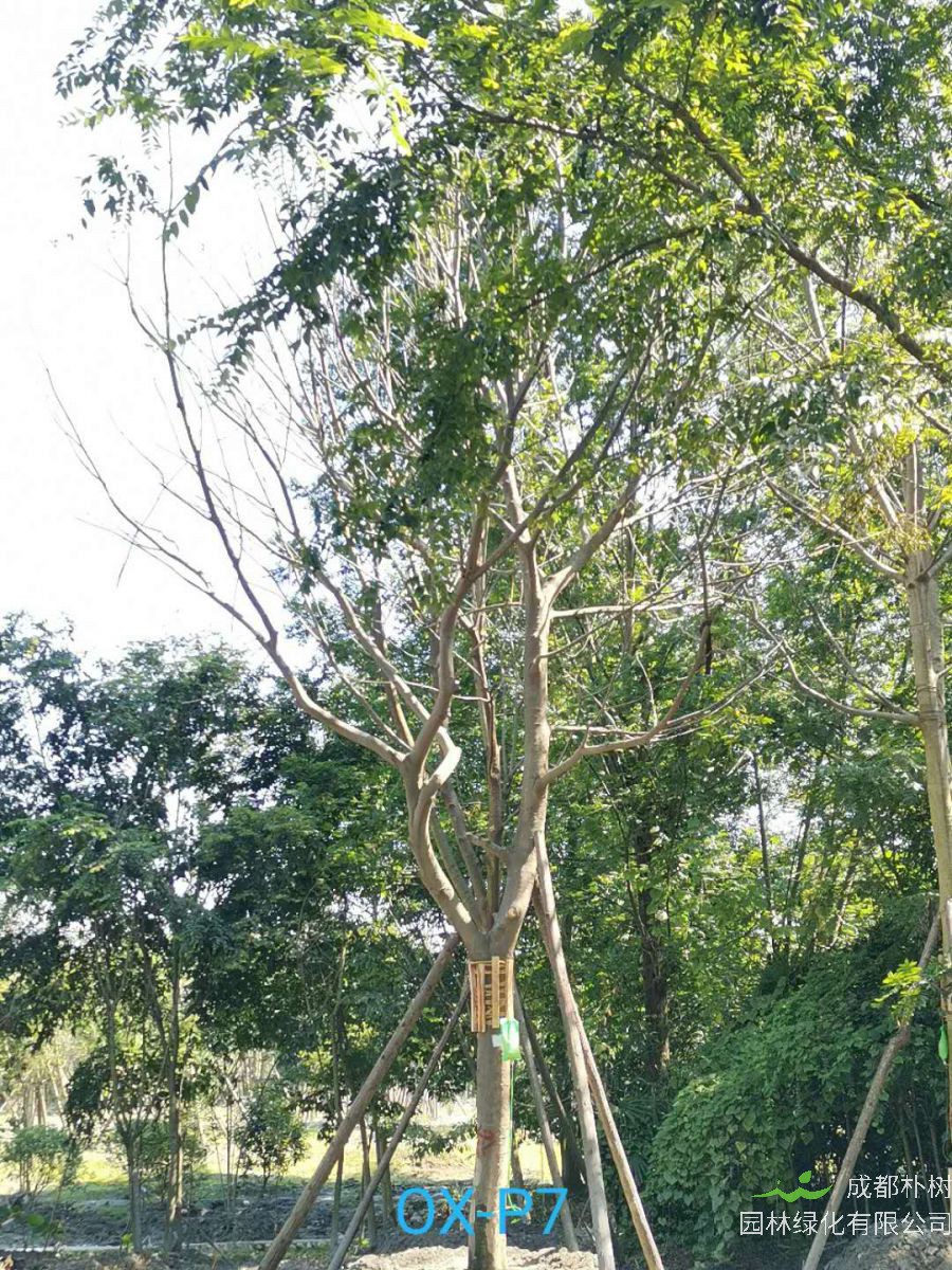 成都市-郫都区25公分朴树最新价格是多少喃？
