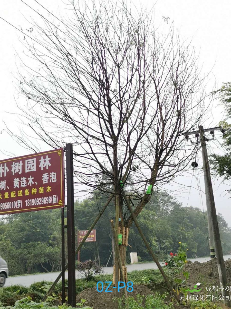 27公分皂角树价格详情-价格趋势是什么？