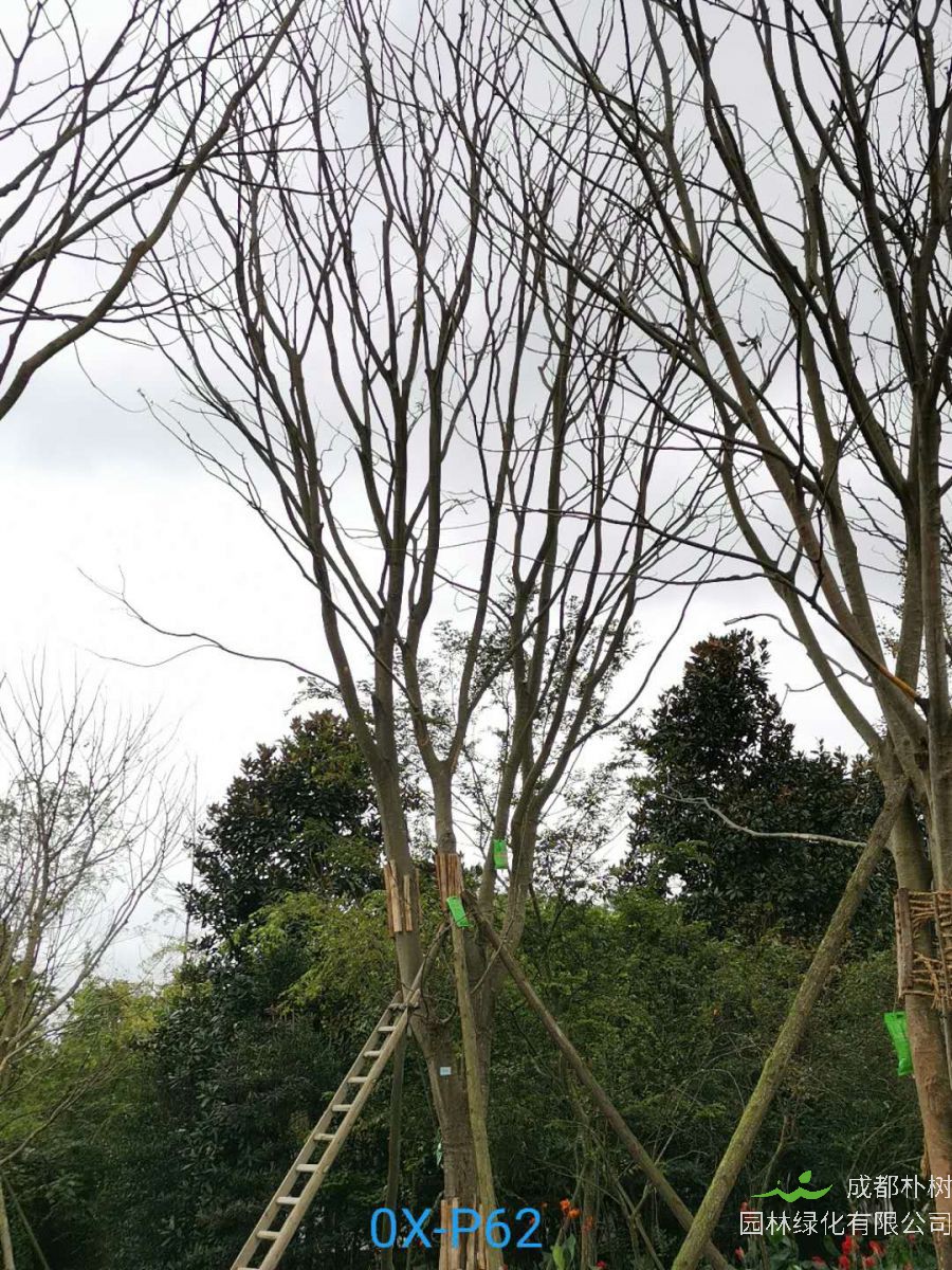 四川省36-38公分朴树价格实惠吗？