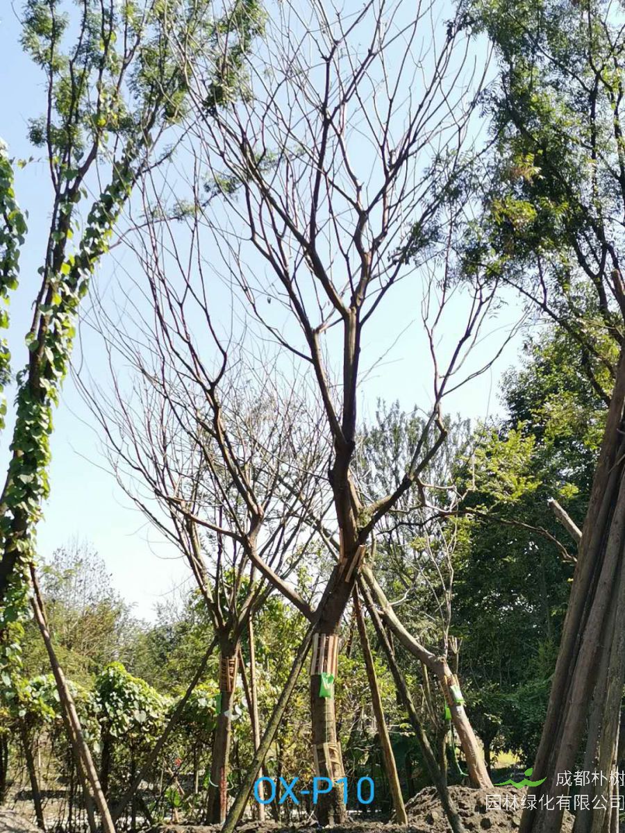 2020年29-30公分朴树价格-趋势