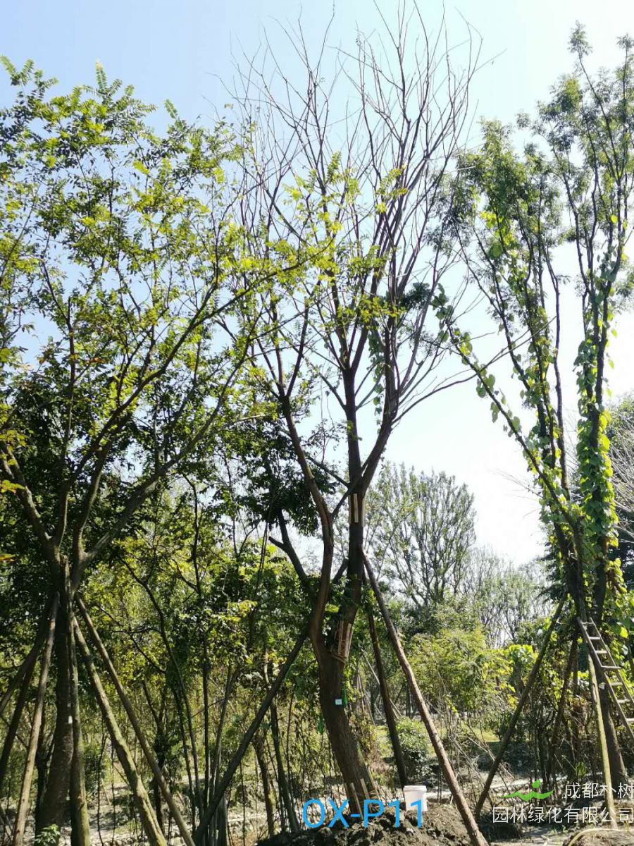 31-32公分朴树价格详情-品质上乘