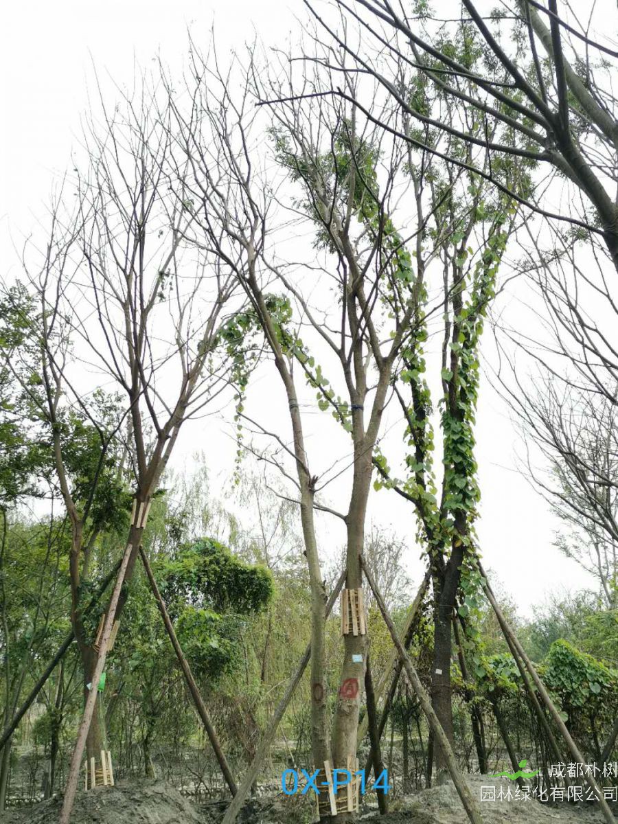 四川省36-38公分朴树价格实惠吗？