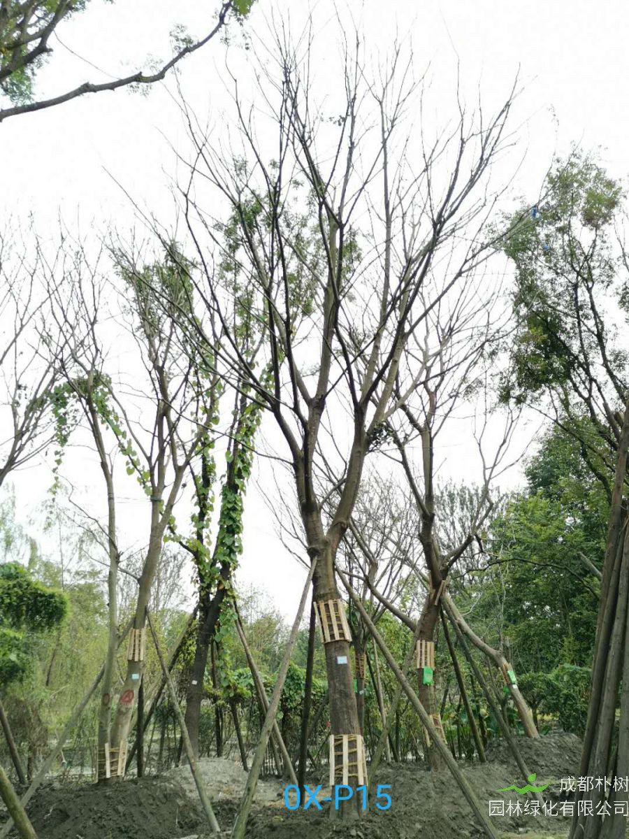 31-32公分朴树价格详情-品质上乘