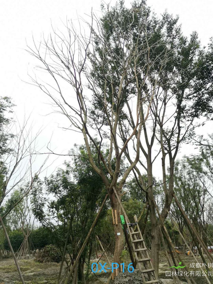 31-32公分朴树价格详情-价格趋势