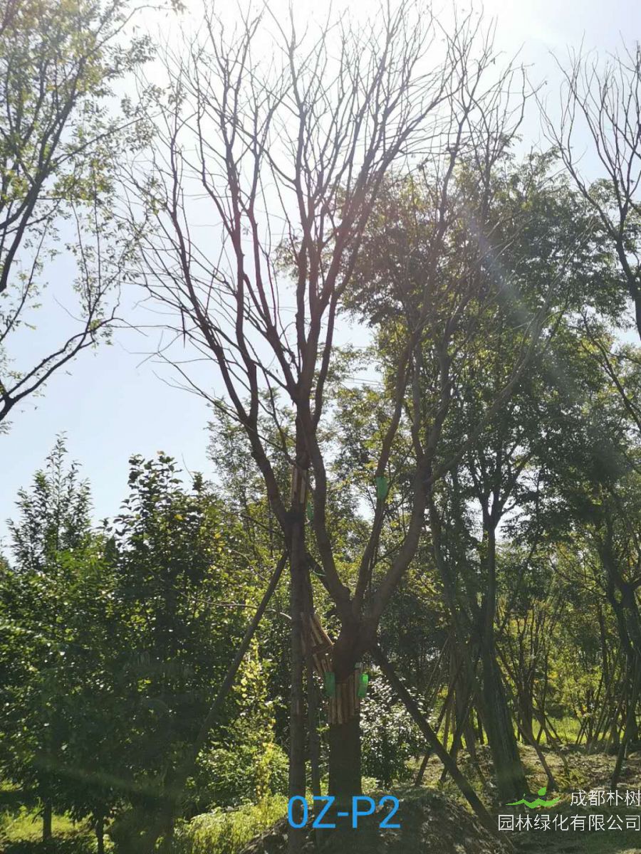 四川省36-38公分朴树价格实惠吗？