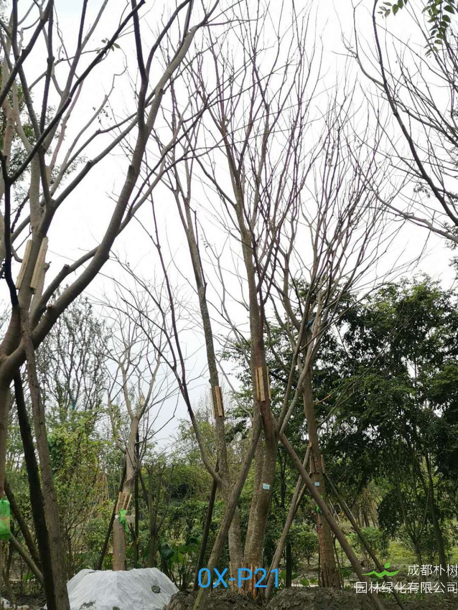 2020年成都34-35公分朴树价格是什么样的？