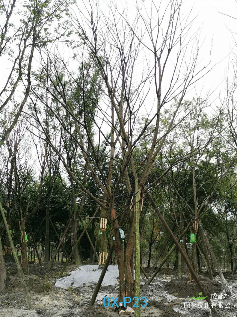 四川省36-38公分朴树价格实惠吗？