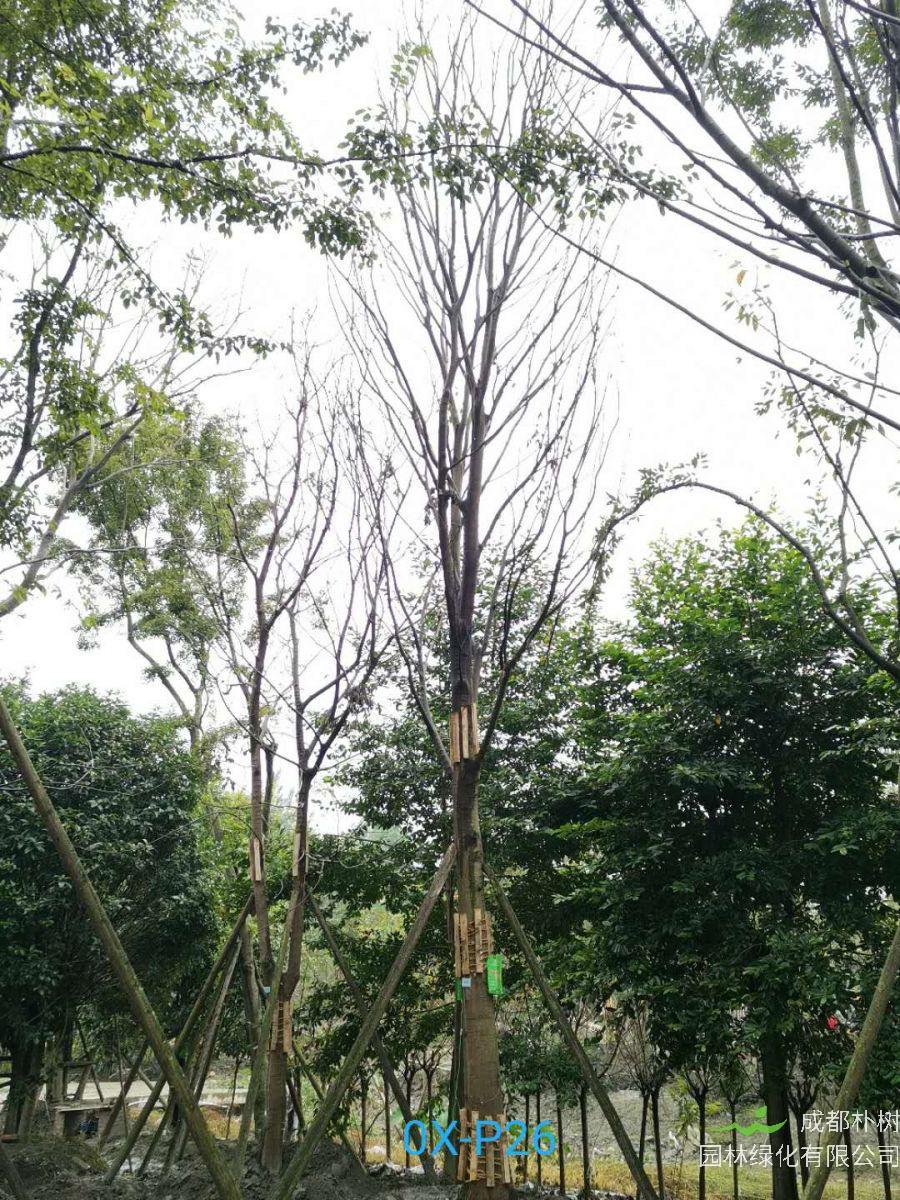 31-32公分朴树价格详情-价格趋势