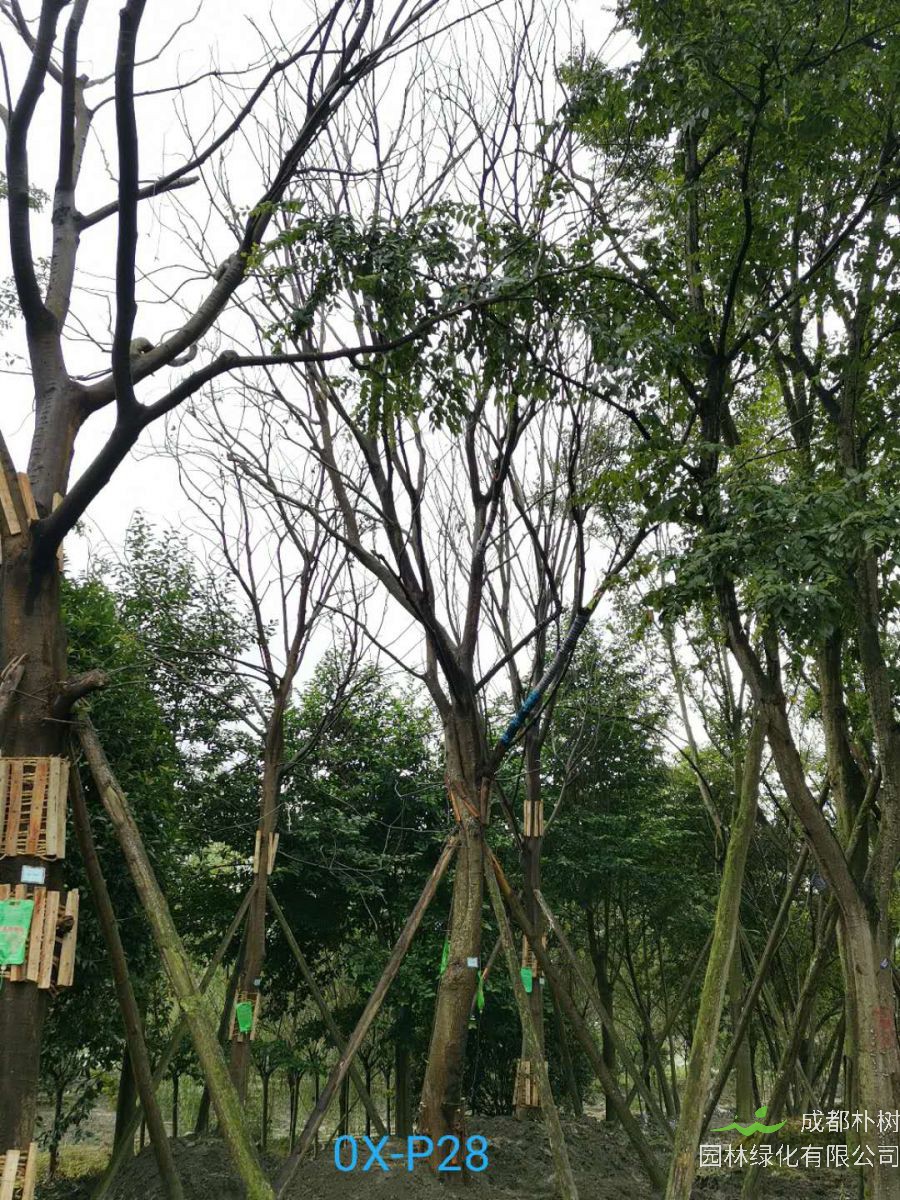 31-32公分朴树价格详情-价格趋势