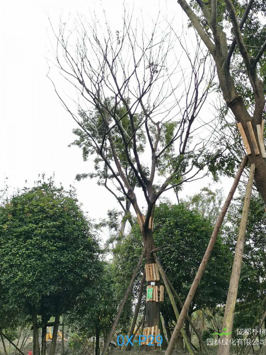 温江区39-41公分朴树价格趋势