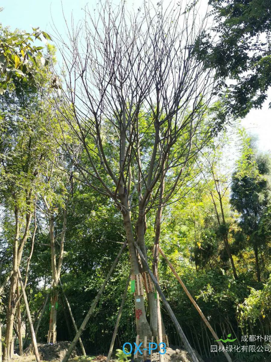 2020年成都34-35公分朴树价格是什么样的？