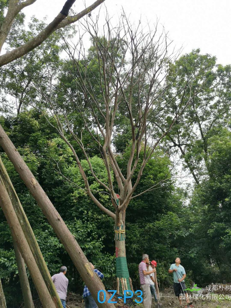 四川省36-38公分朴树价格实惠吗？