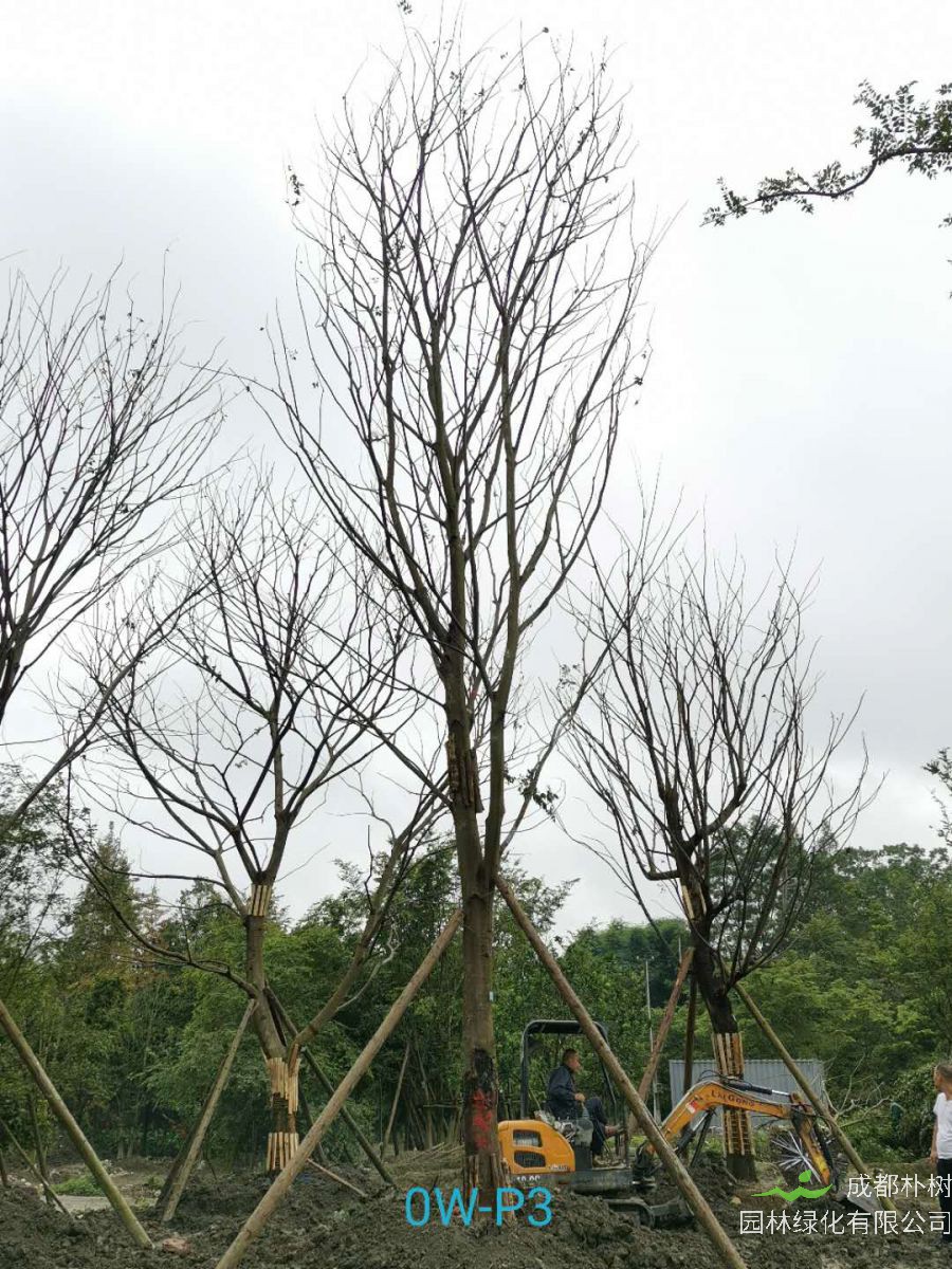 2020年29-30公分朴树价格-趋势