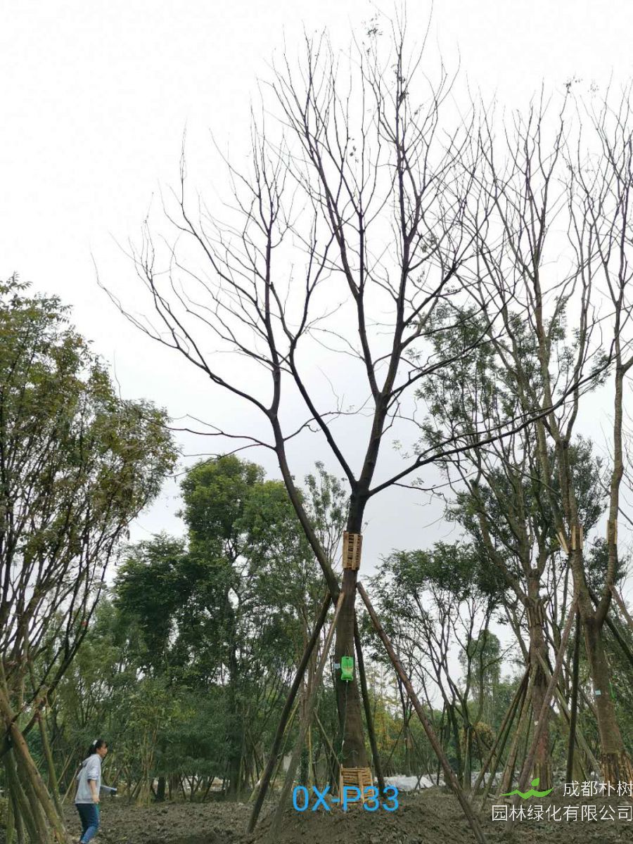 31-32公分朴树价格详情-品质上乘