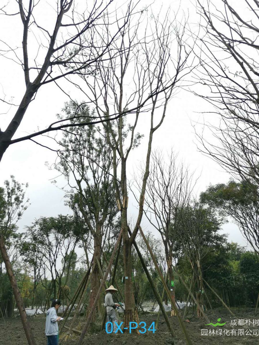 31-32公分朴树价格详情-品质上乘