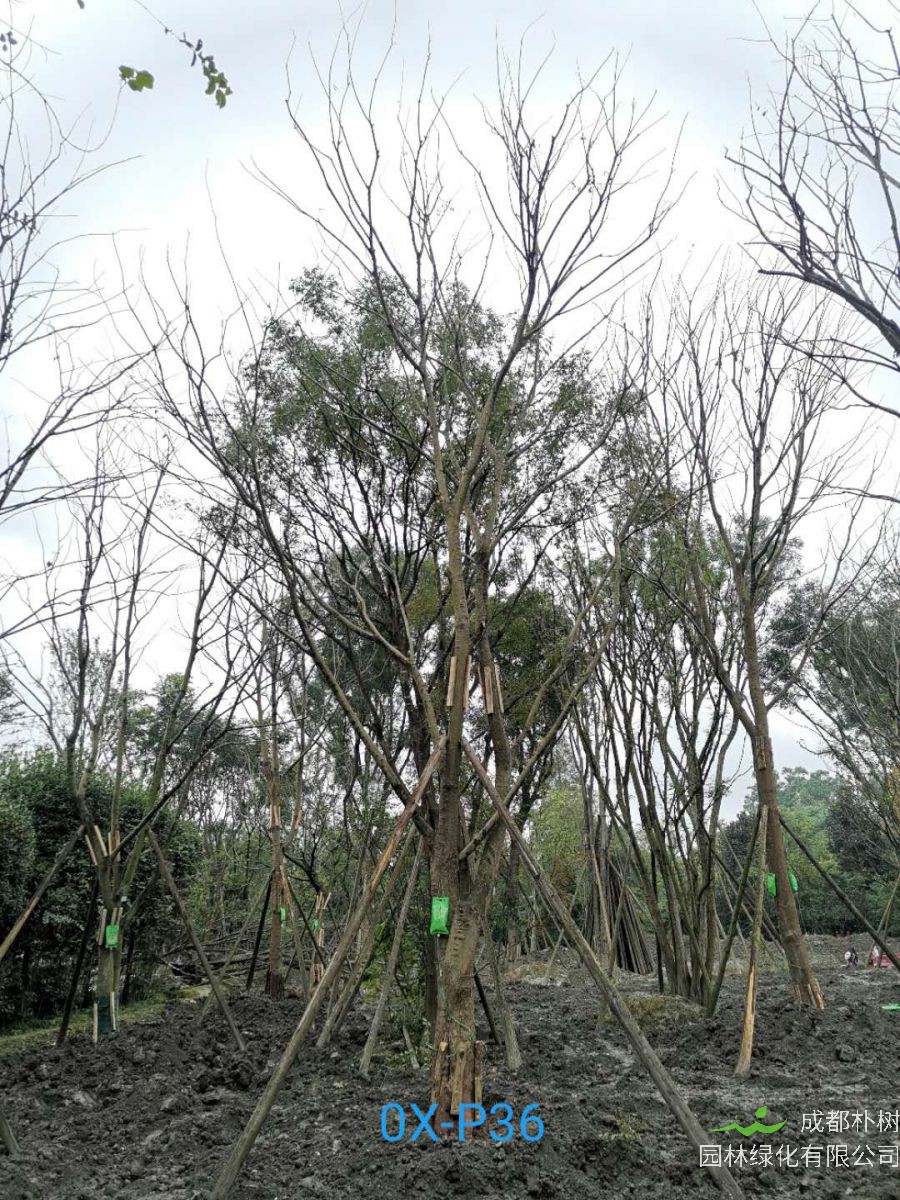 2020年成都34-35公分朴树价格是什么样的？