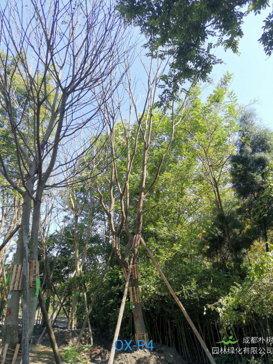 31-32公分朴树价格详情-品质上乘