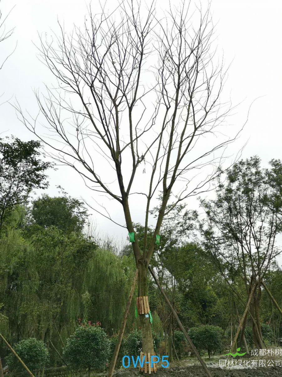2020年29-30公分朴树价格-趋势