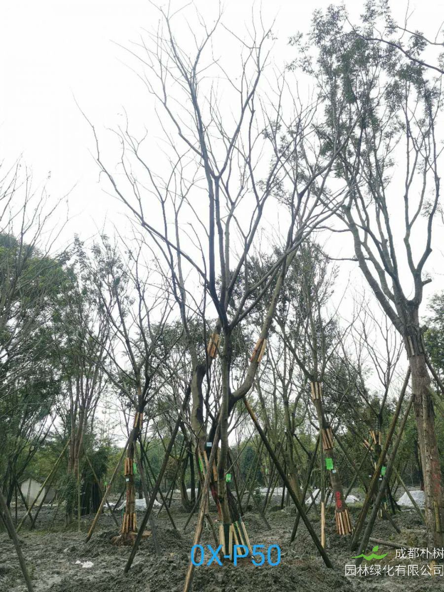 四川省36-38公分朴树价格实惠吗？