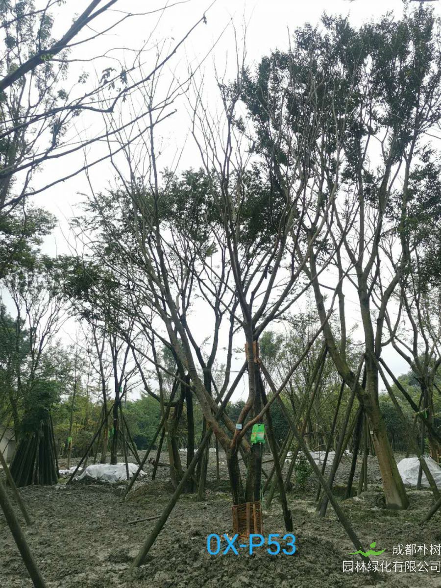 2020年成都34-35公分朴树价格是什么样的？