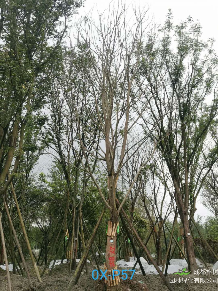 31-32公分朴树价格详情-品质上乘
