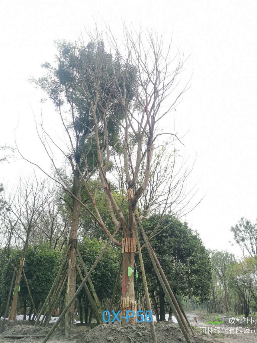 温江区39-41公分朴树价格趋势