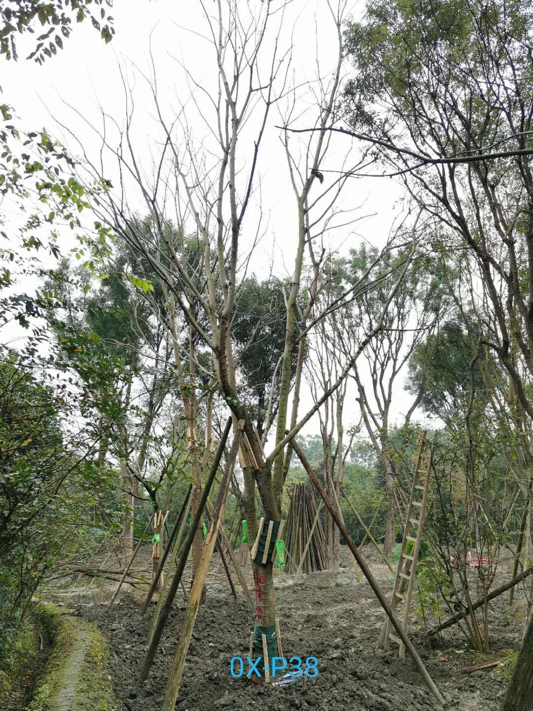 31-32公分朴树价格详情-价格趋势