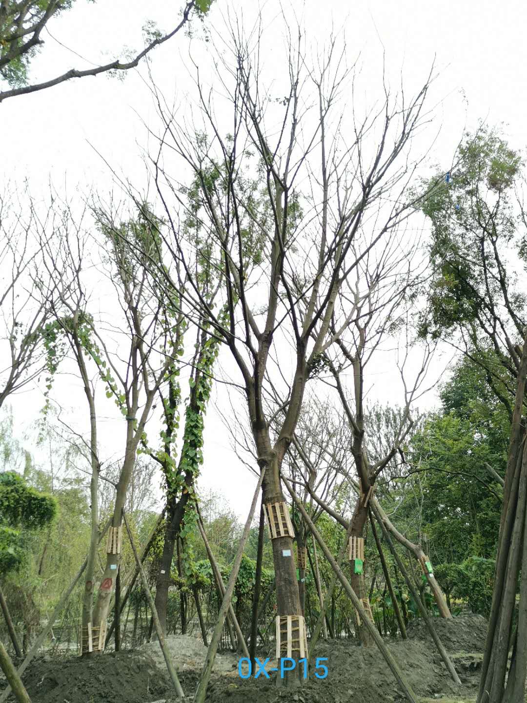 32-33公分朴树价格详情-品质上乘