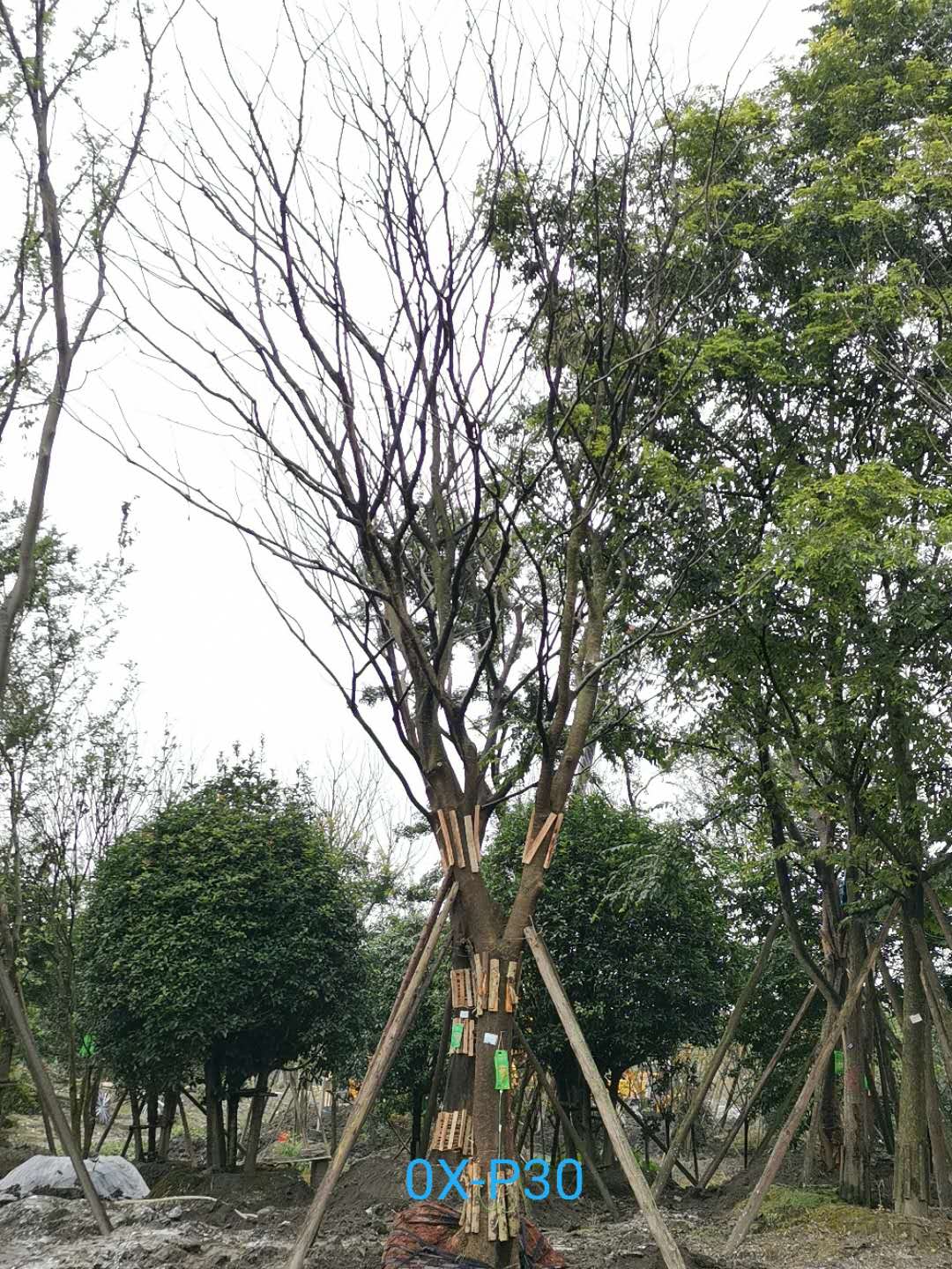 2020年成都34-35公分朴树价格是什么样的？