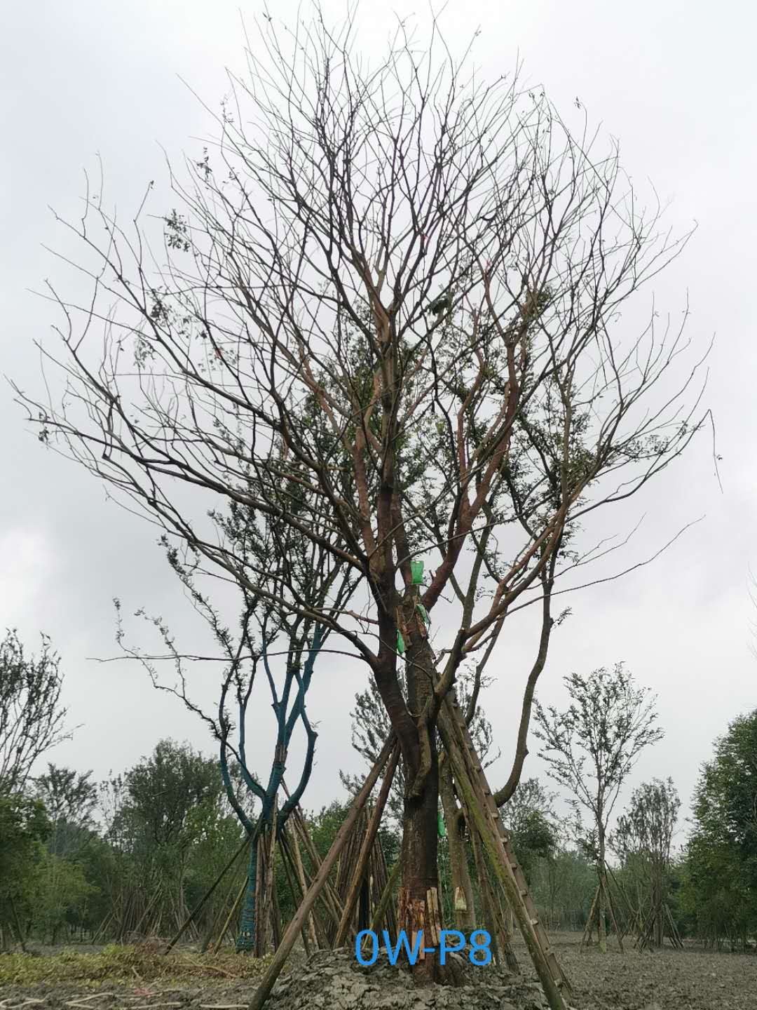 温江区39-41公分朴树价格趋势