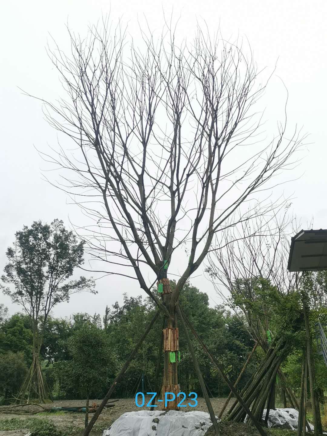 2020年都江堰45公分朴树价格如何？