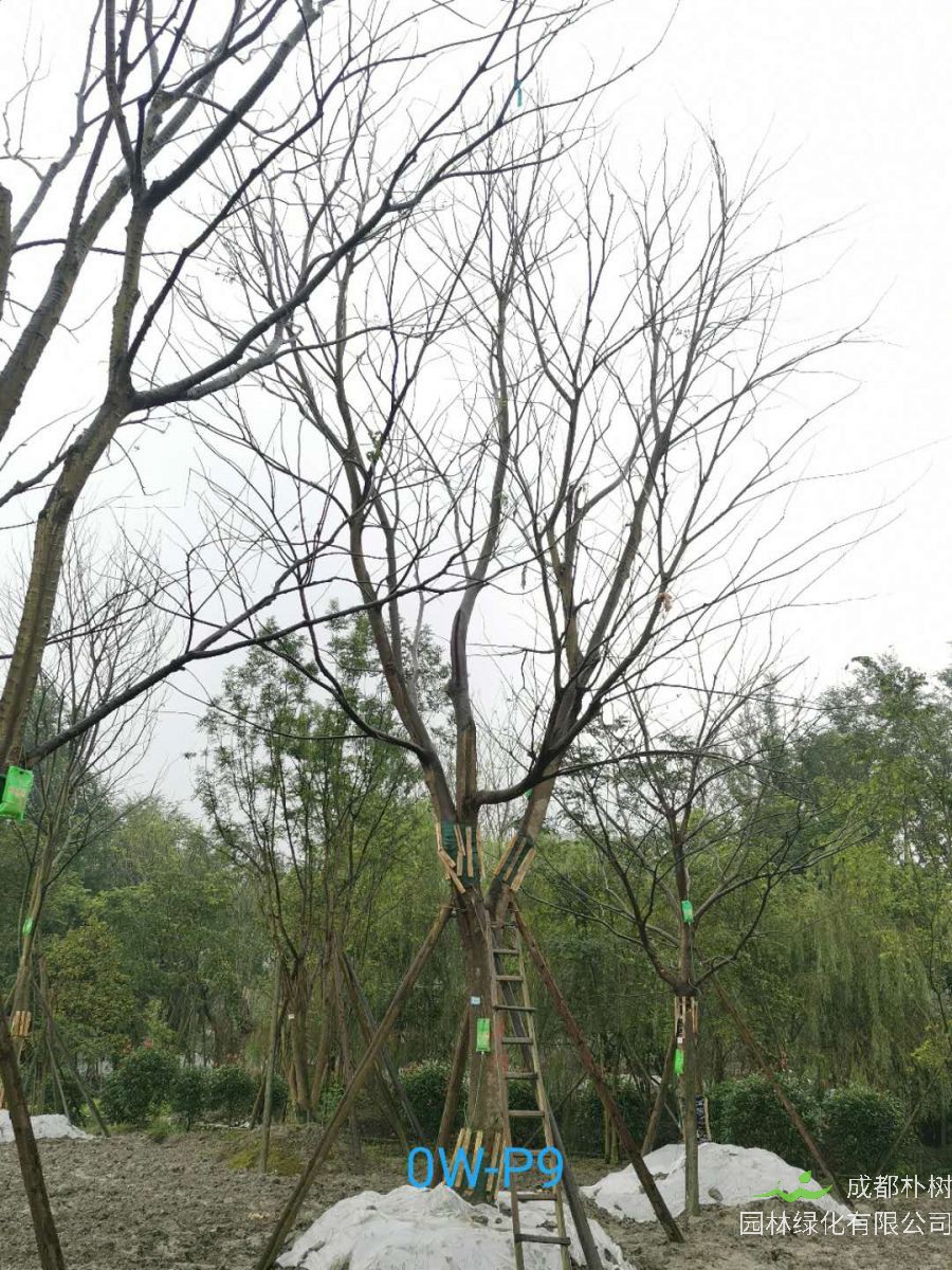 温江区39-41公分朴树价格趋势